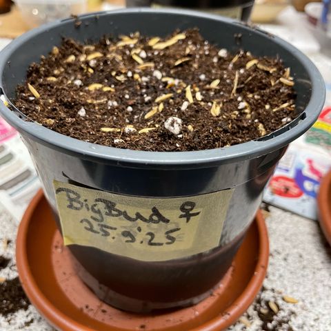 Big Bud by KilliczGe growlog photo