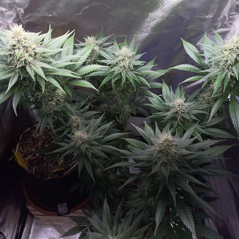 Tangerine Dream Fem by KilliczGe growlog timeline photo