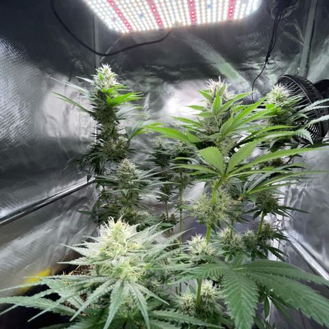 Tangerine Dream Fem by KilliczGe growlog timeline photo
