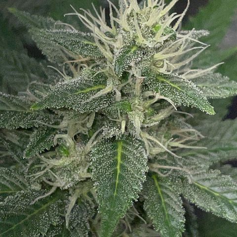 Tangerine Dream Fem by KilliczGe growlog timeline photo