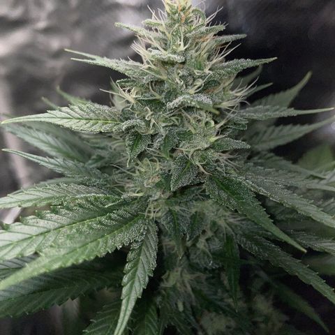 Tangerine Dream Fem by KilliczGe growlog timeline photo