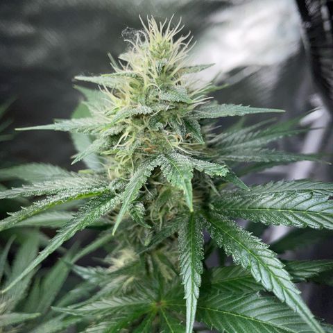 Tangerine Dream Fem by KilliczGe growlog timeline photo