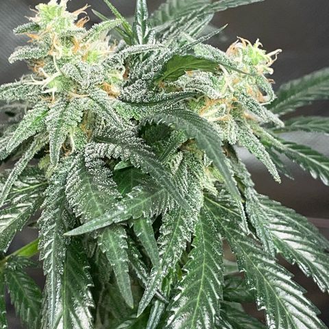 Girl Scout Cookies Fem by KilliczGe growlog timeline photo