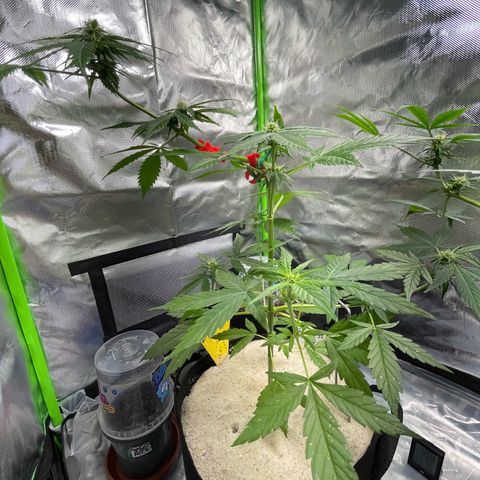 Late Outdoor season 25 - turned inside :D 1 AK48#2 auto  growlog timeline photo