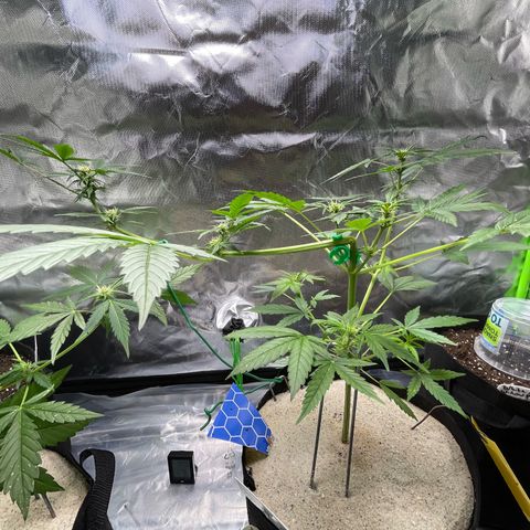 Late Outdoor season 25 - turned inside :D 1 AK48#2 auto  growlog timeline photo