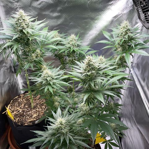 Tangerine Dream Fem by KilliczGe growlog timeline photo