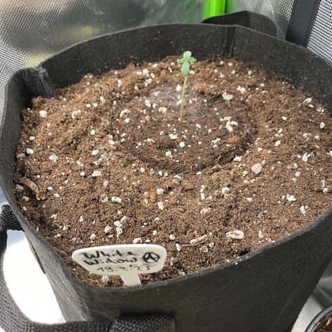 White Widow Automatic by KilliczGe growlog timeline photo