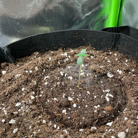 White Widow Automatic by KilliczGe growlog timeline photo