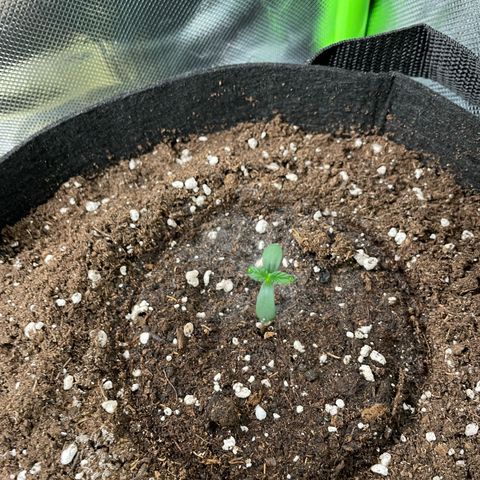 White Widow Automatic by KilliczGe growlog timeline photo