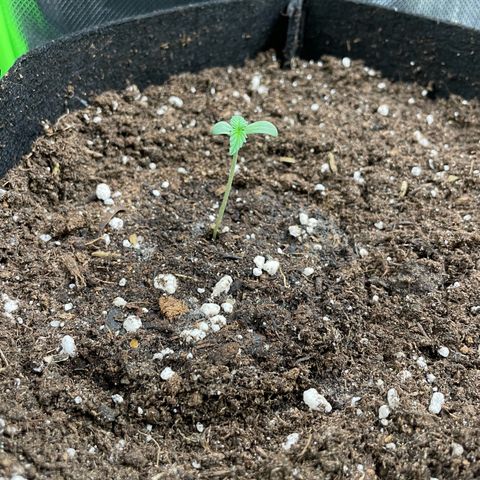 Purple Punch Automatic by KilliczGe growlog timeline photo