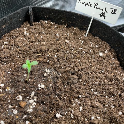 Purple Punch Automatic by KilliczGe growlog timeline photo