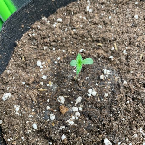 Purple Punch Automatic by KilliczGe growlog timeline photo