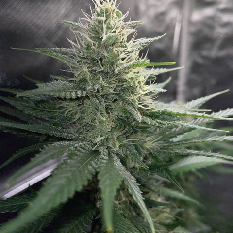 Tangerine Dream Fem by KilliczGe growlog timeline photo
