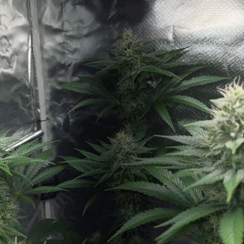 Tangerine Dream Fem by KilliczGe growlog timeline photo