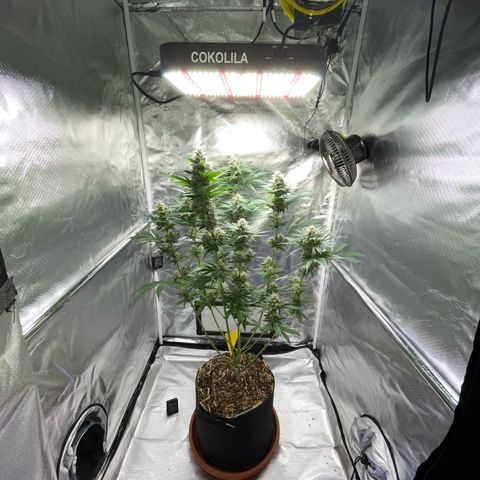 Tangerine Dream Fem by KilliczGe growlog timeline photo