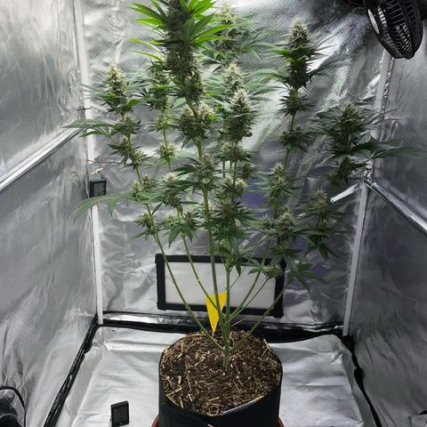 Tangerine Dream Fem by KilliczGe growlog timeline photo