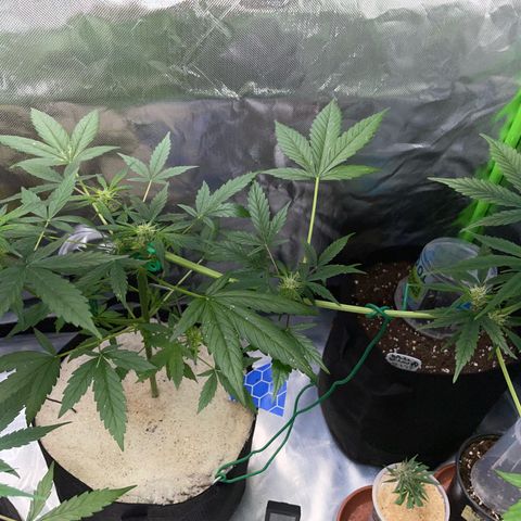 Late Outdoor season 25 - turned inside :D 1 AK48#2 auto  growlog timeline photo