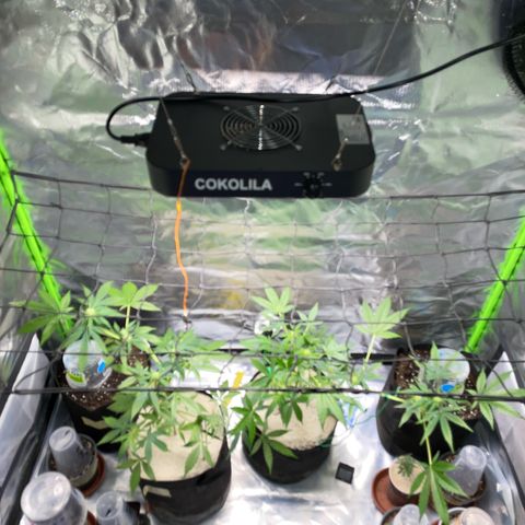 Late Outdoor season 25 - turned inside :D 1 AK48#2 auto  growlog timeline photo