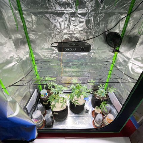 Late Outdoor season 25 - turned inside :D 1 AK48#2 auto  growlog timeline photo