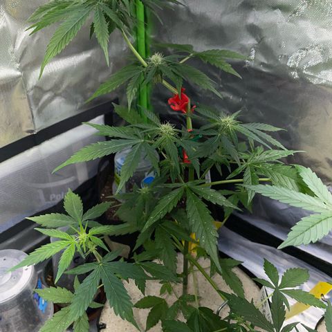 Late Outdoor season 25 - turned inside :D 1 AK48#2 auto  growlog timeline photo