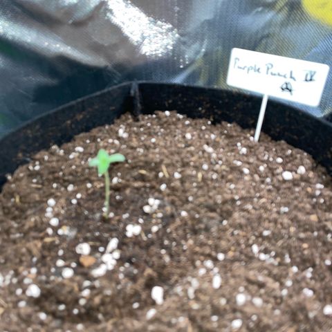 Purple Punch Automatic by KilliczGe growlog timeline photo