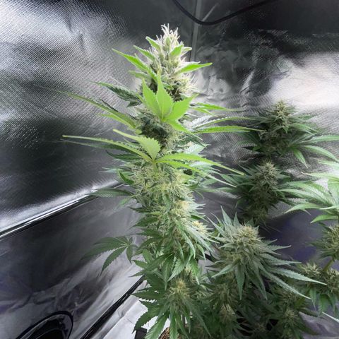 Tangerine Dream Fem by KilliczGe growlog timeline photo