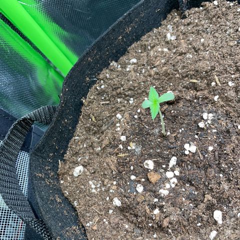 Purple Punch Automatic by KilliczGe growlog timeline photo