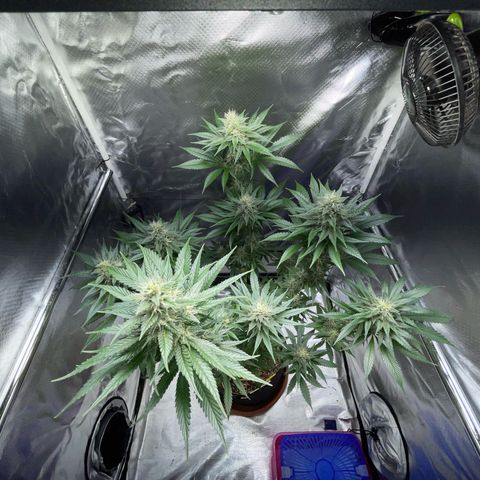 Tangerine Dream Fem by KilliczGe growlog timeline photo