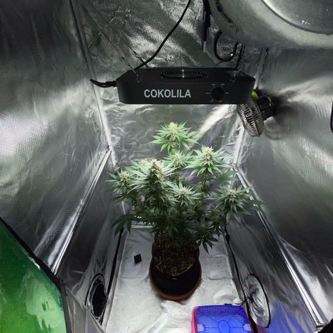 Tangerine Dream Fem by KilliczGe growlog timeline photo
