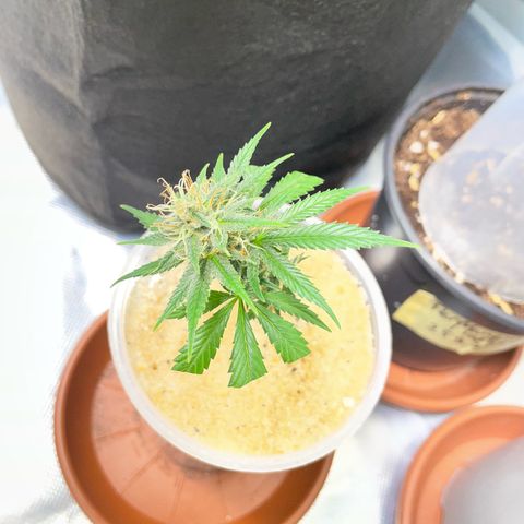 Tangerine Dream Clon #1 by KilliczGe growlog timeline photo