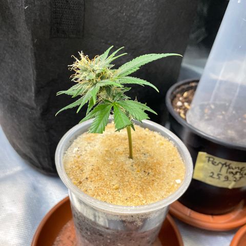 Tangerine Dream Clon #1 by KilliczGe growlog timeline photo