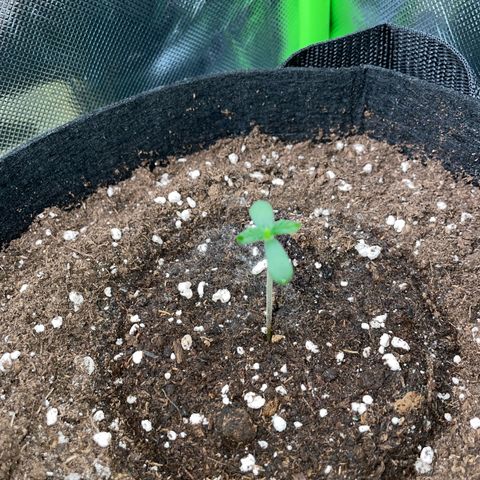 White Widow Automatic by KilliczGe growlog timeline photo