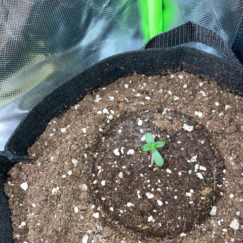 White Widow Automatic by KilliczGe growlog timeline photo