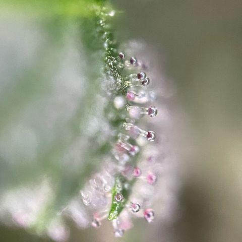 Tangerine Dream Fem by KilliczGe growlog timeline photo