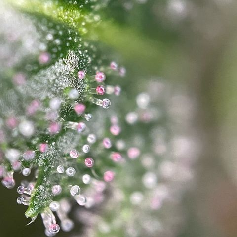 Tangerine Dream Fem by KilliczGe growlog timeline photo