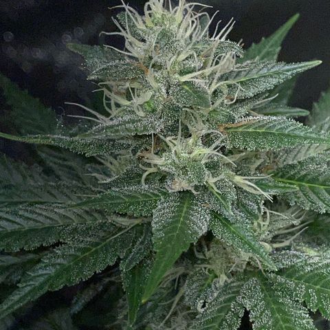 Tangerine Dream Fem by KilliczGe growlog timeline photo