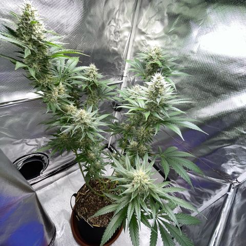 Tangerine Dream Fem by KilliczGe growlog timeline photo