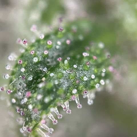 Tangerine Dream Fem by KilliczGe growlog timeline photo