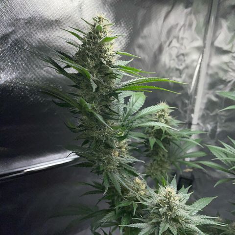 Tangerine Dream Fem by KilliczGe growlog timeline photo