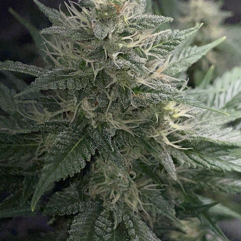 Tangerine Dream Fem by KilliczGe growlog timeline photo