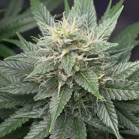 Tangerine Dream Fem by KilliczGe growlog timeline photo