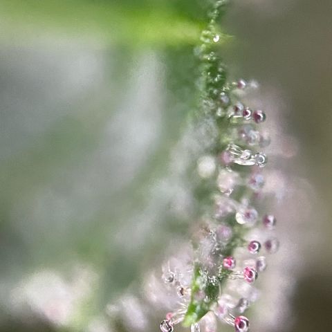 Tangerine Dream Fem by KilliczGe growlog timeline photo