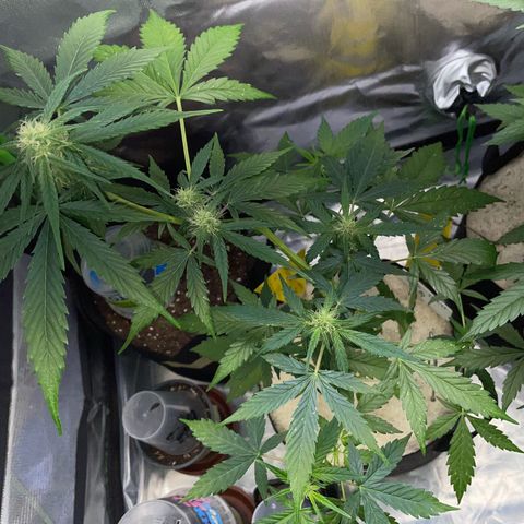 Late Outdoor season 25 - turned inside :D 1 AK48#2 auto  growlog timeline photo