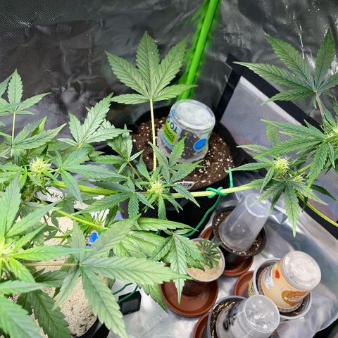 Late Outdoor season 25 - turned inside :D 1 AK48#2 auto  growlog timeline photo