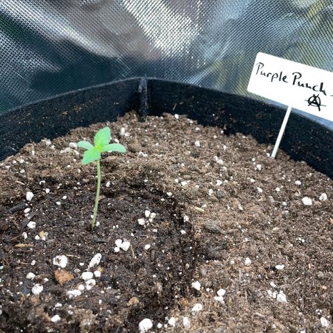 Purple Punch Automatic by KilliczGe growlog timeline photo