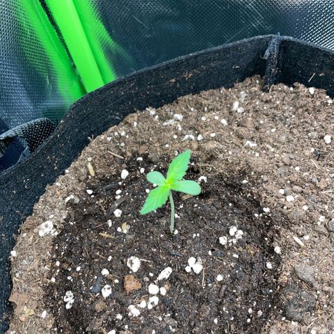 Purple Punch Automatic by KilliczGe growlog timeline photo