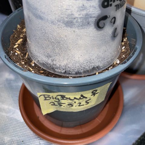 Big Bud by KilliczGe growlog photo