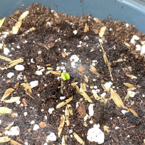 Big Bud by KilliczGe growlog photo