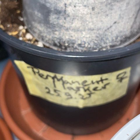 Permanent Marker by KilliczGe growlog photo