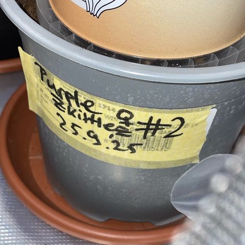 Purple Zkittlez #2 by KilliczGe growlog photo